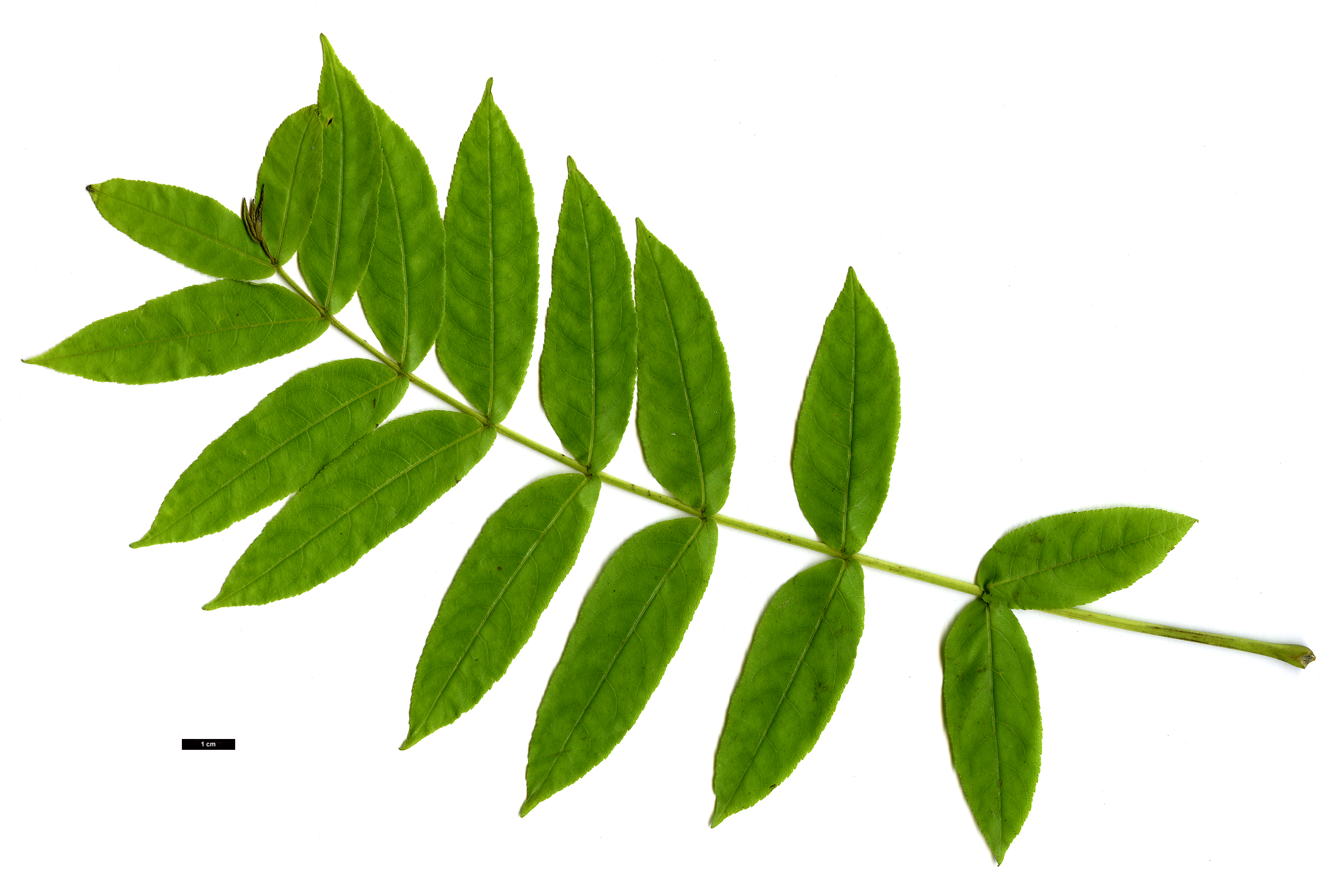 High resolution image: Family: Juglandaceae - Genus: Pterocarya - Taxon: fraxinifolia - SpeciesSub: var. dumosa